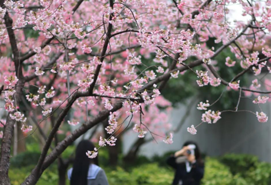免费赏樱不用跑远!上海市中心70棵大寒樱开成粉色花海