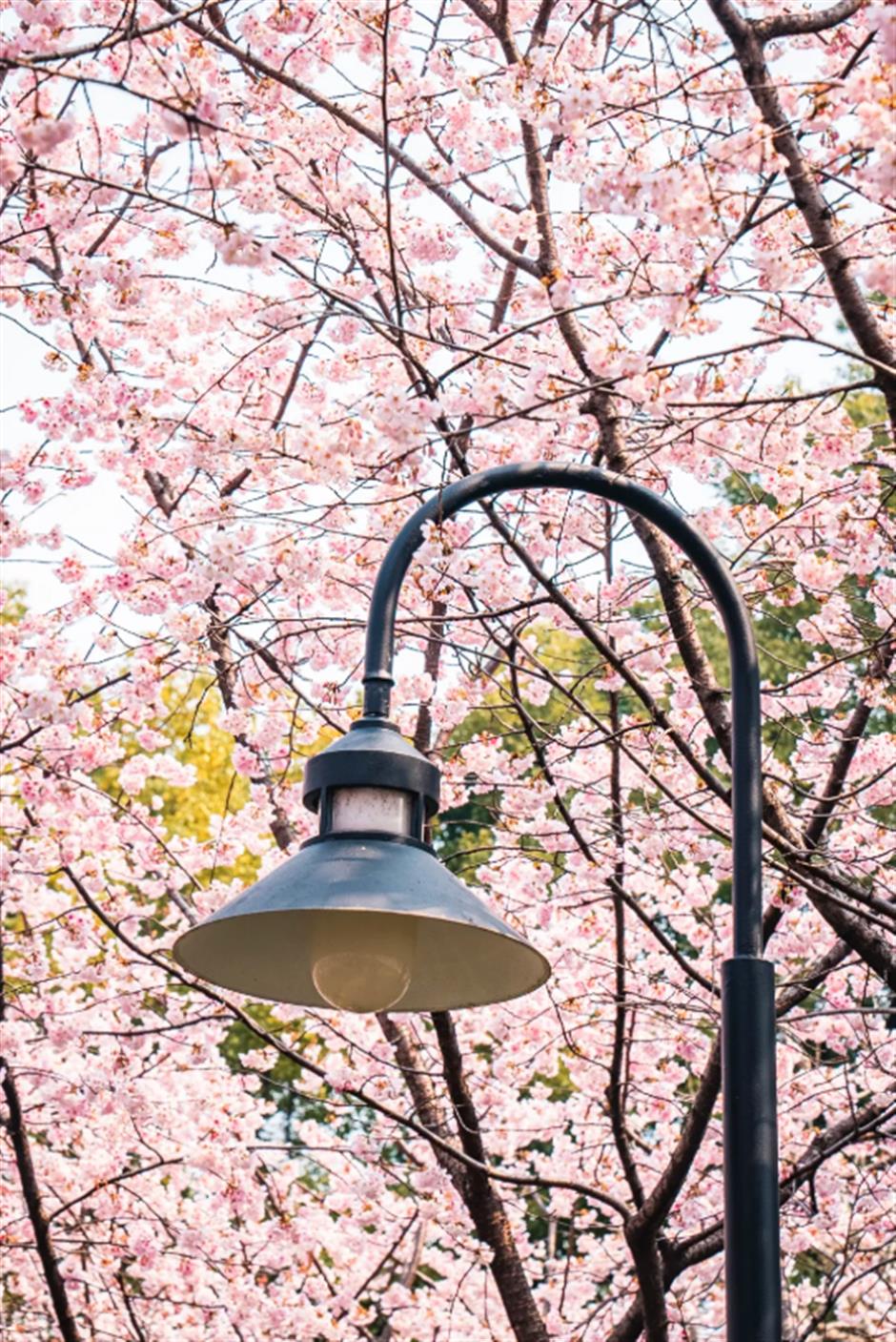 免费赏樱不用跑远!上海市中心70棵大寒樱开成粉色花海