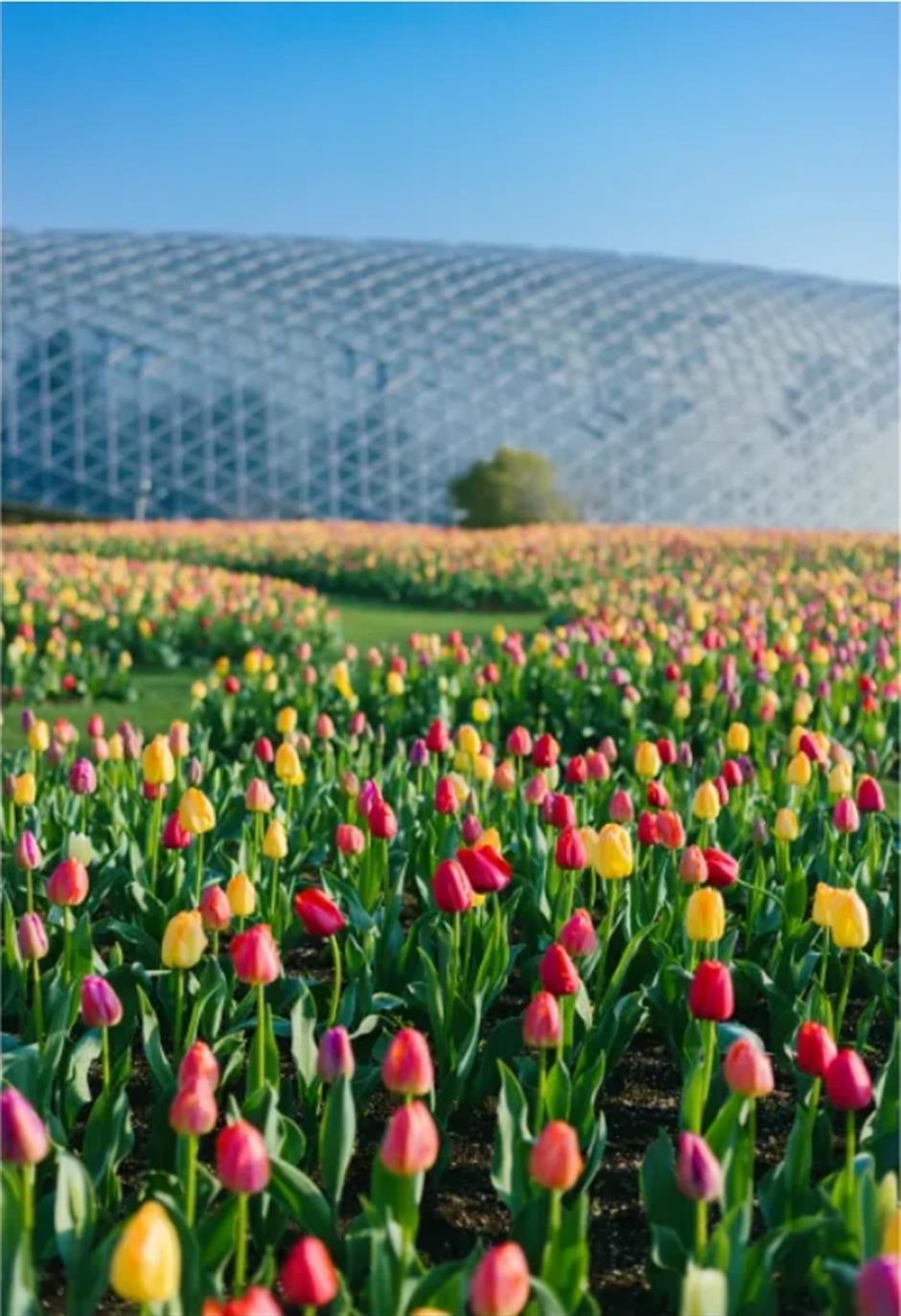 入境游客减免!高端酒店套餐!这个山林胜地打造国际游客友好体验