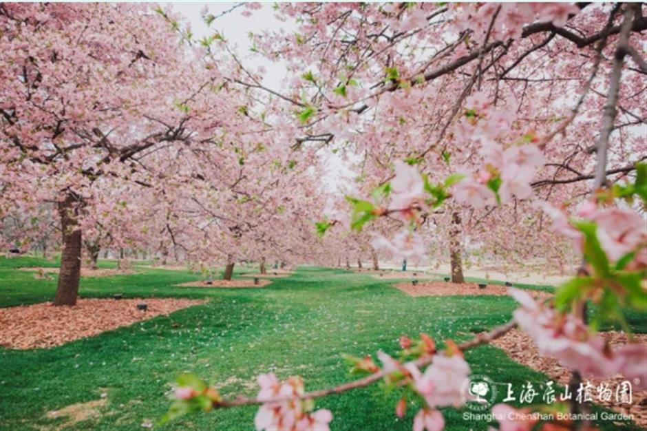 入境游客减免!高端酒店套餐!这个山林胜地打造国际游客友好体验