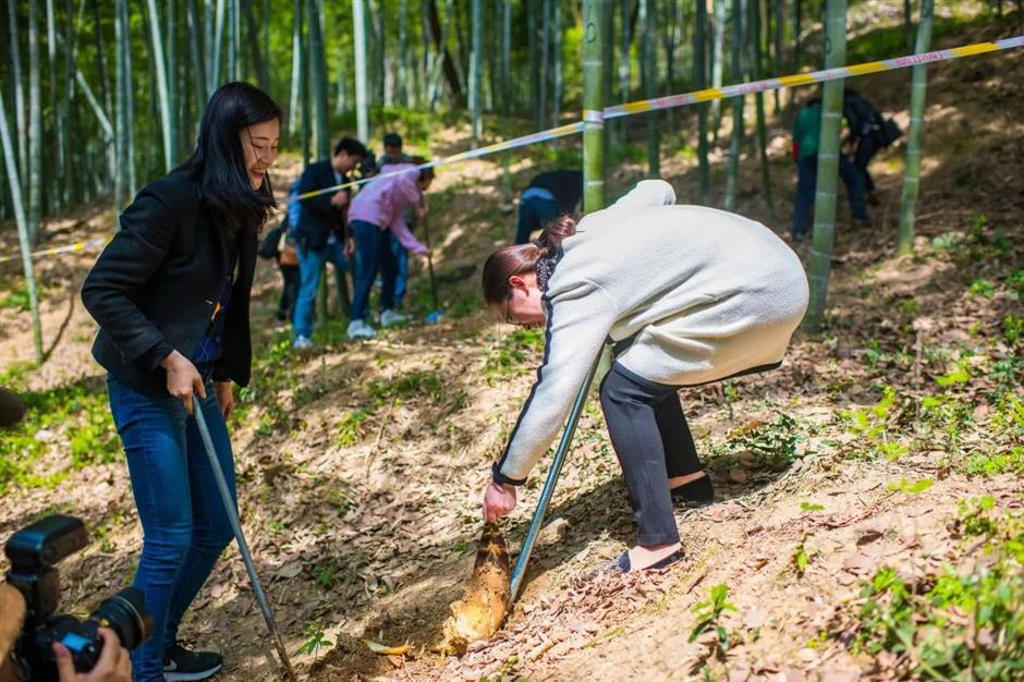 兰笋文化季周末来袭!特色活动大揭秘,吃喝玩乐全攻略
