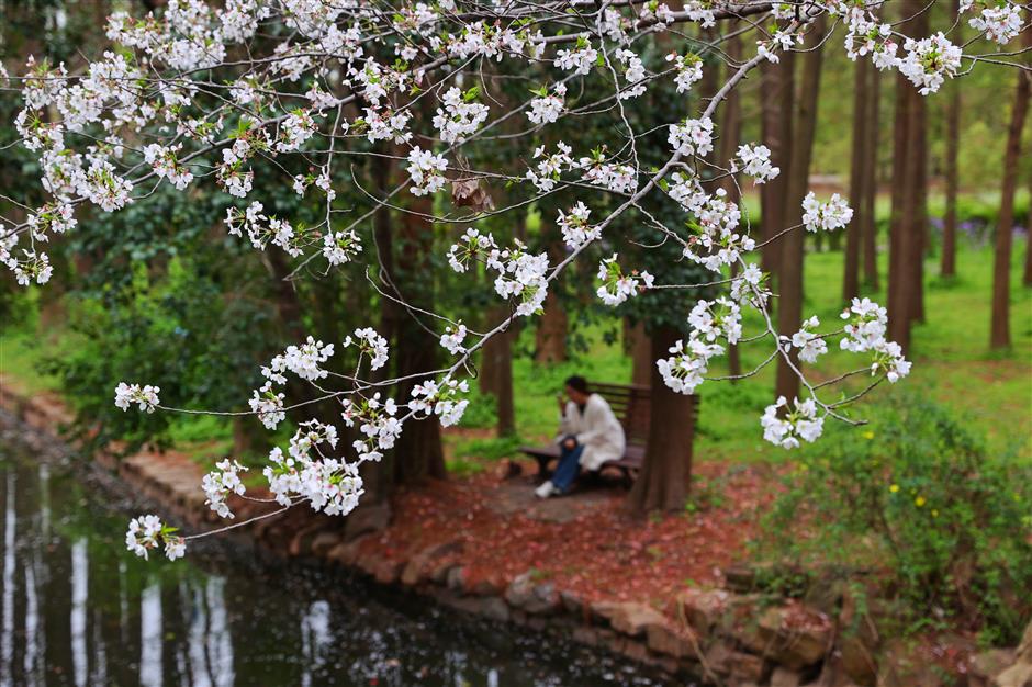 Shanghai's floral extravaganza is a fusion of nature and art