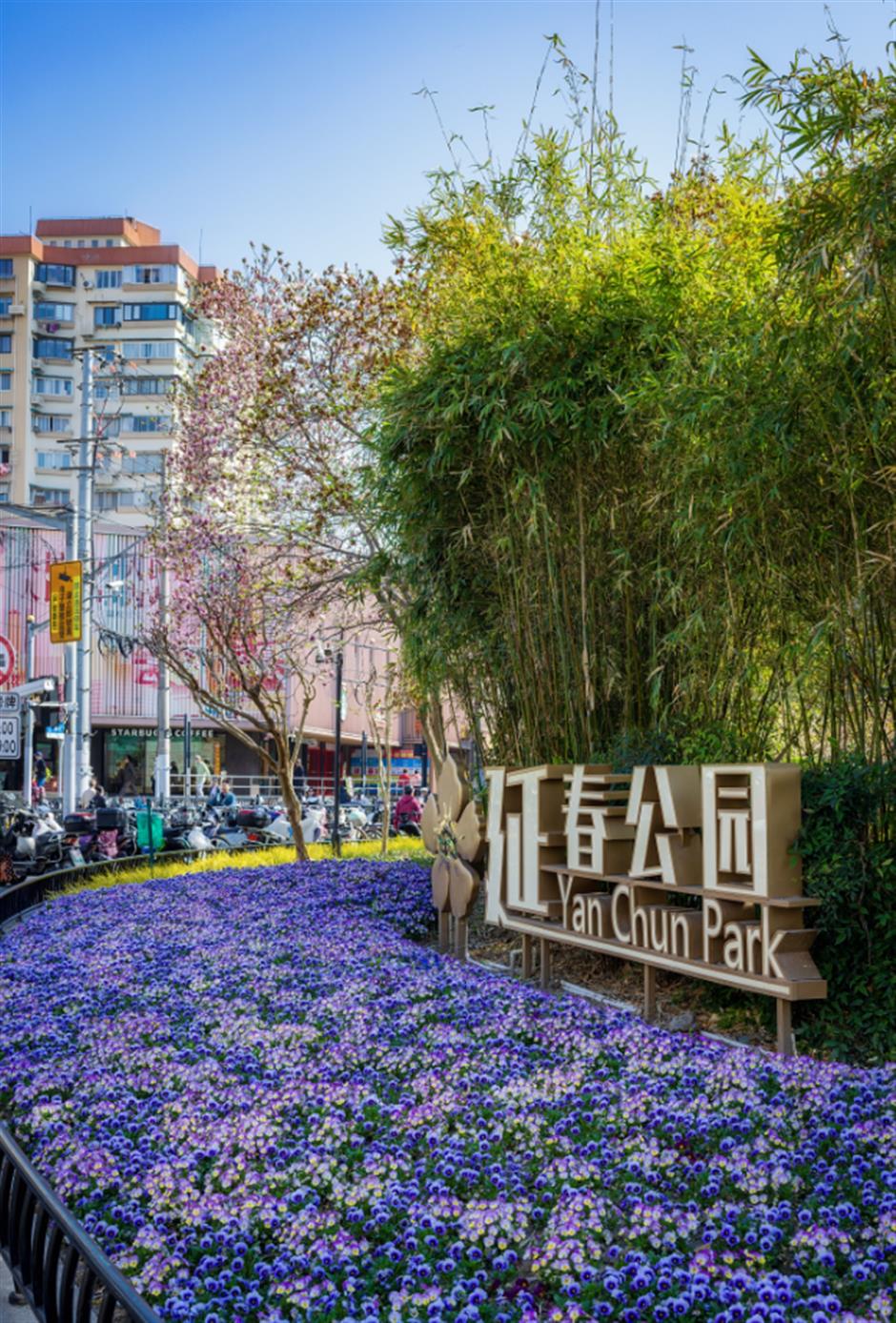 上海這棵百年梨花樹,驚艷了整個春天!全天免費觀賞→