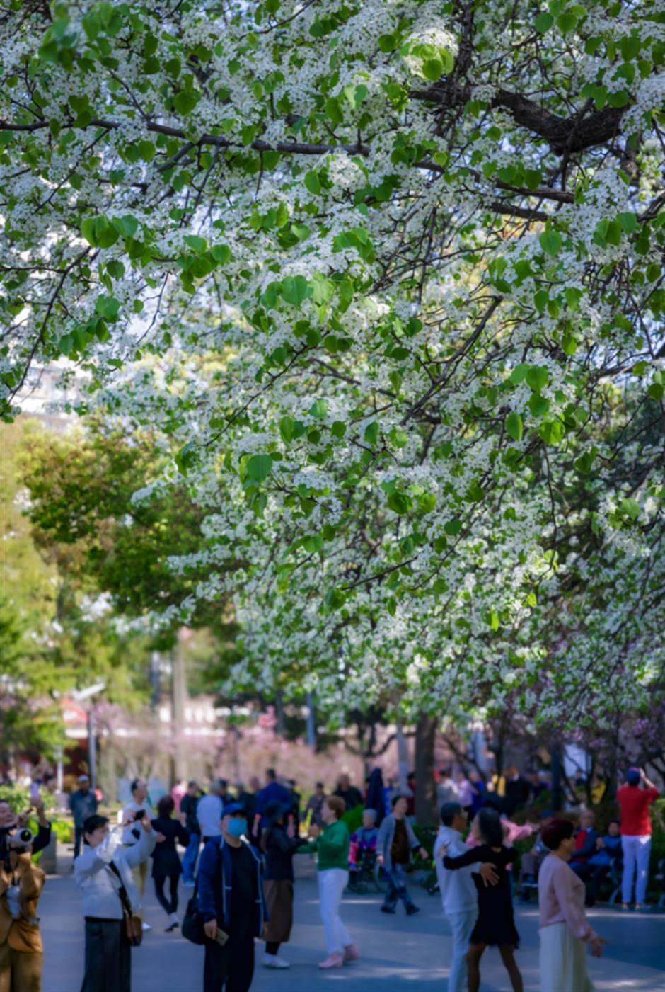 上海這棵百年梨花樹,驚艷了整個春天!全天免費觀賞→