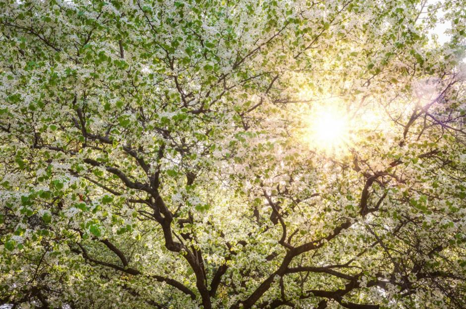 上海這棵百年梨花樹,驚艷了整個春天!全天免費觀賞→