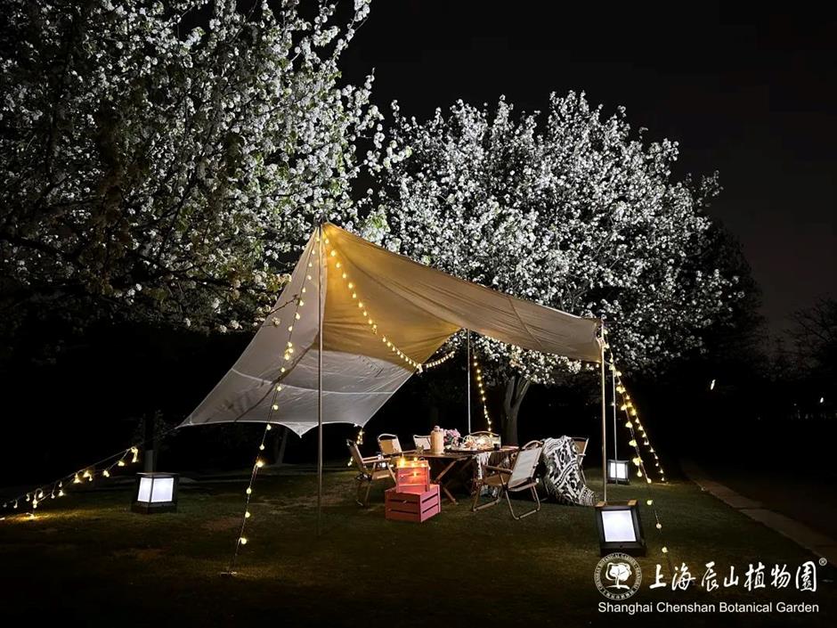 春日顶流!这些赏樱活动错过又要等一年!