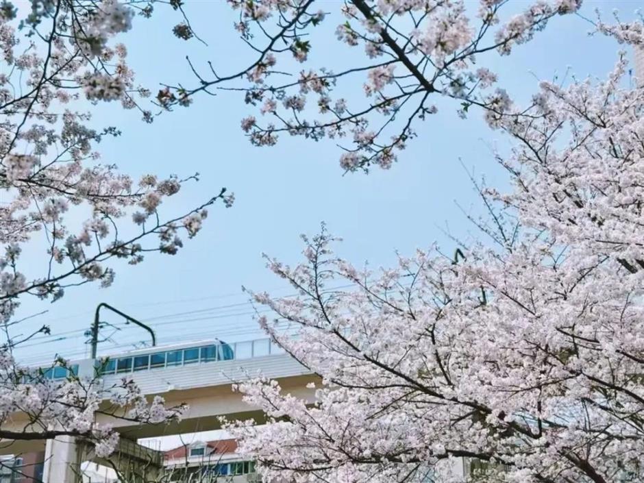 春日顶流!这些赏樱活动错过又要等一年!