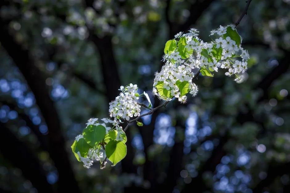 上海這棵百年梨花樹,驚艷了整個春天!全天免費觀賞→