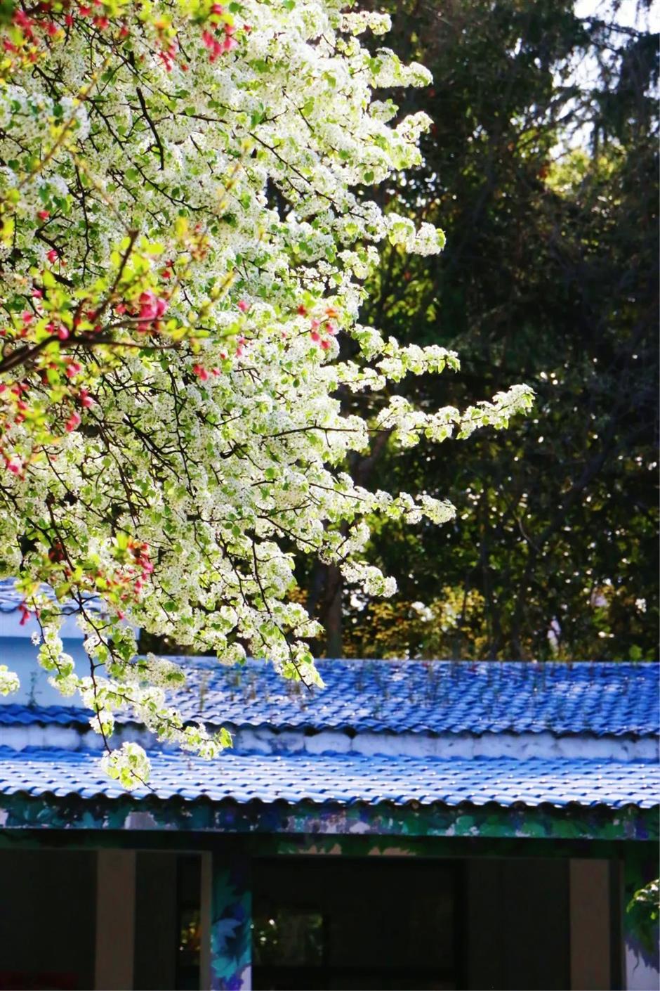 上海這棵百年梨花樹,驚艷了整個春天!全天免費觀賞→