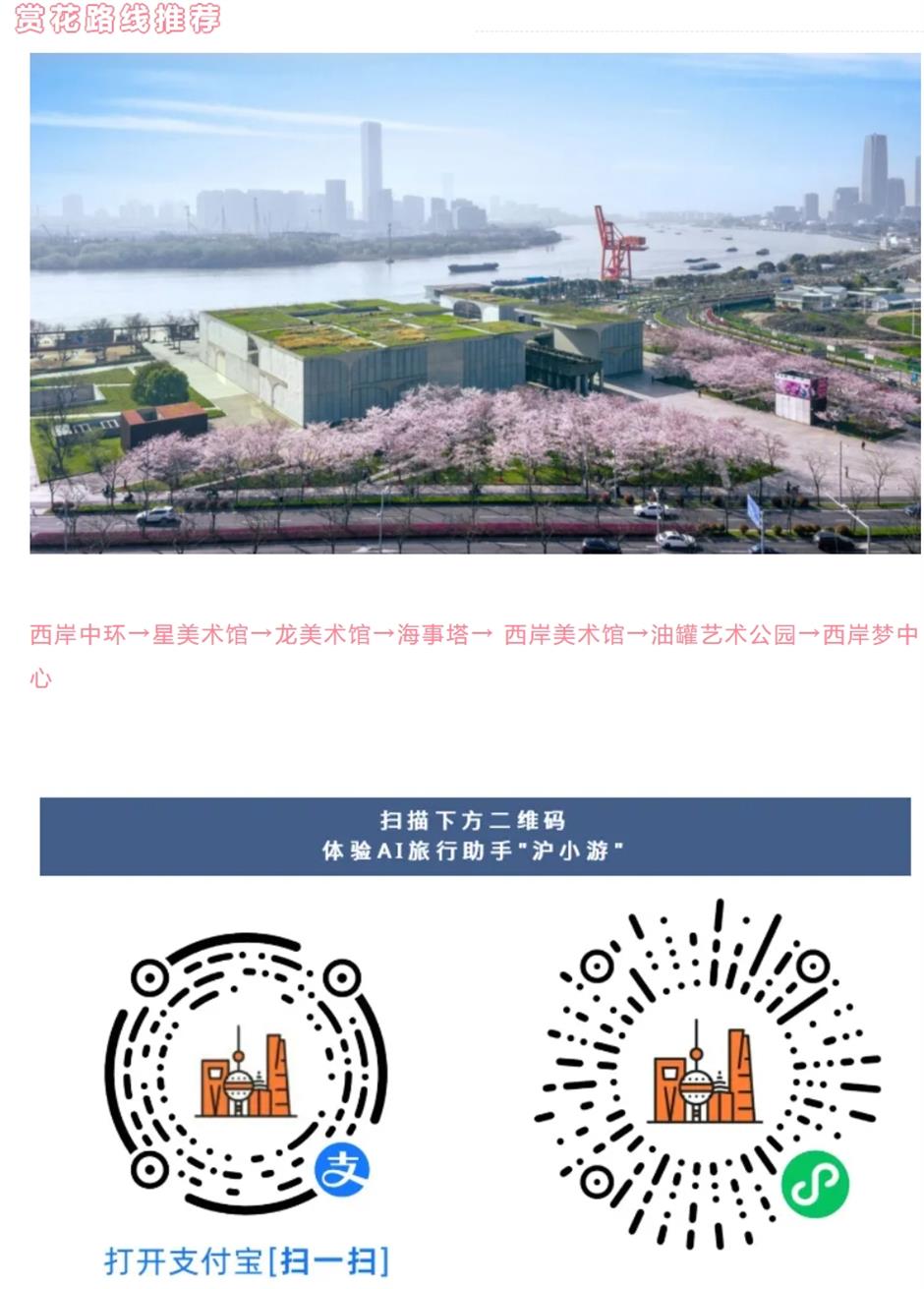 盛花期!倒计时!上海1200米绝美樱花大道打卡指南