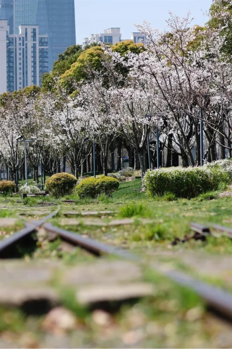 盛花期!倒计时!上海1200米绝美樱花大道打卡指南