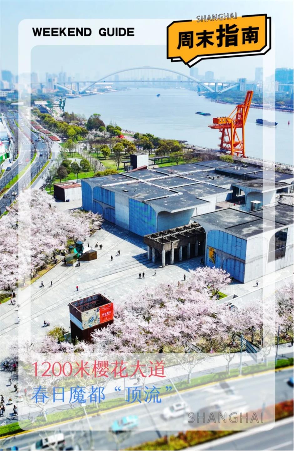 盛花期!倒计时!上海1200米绝美樱花大道打卡指南