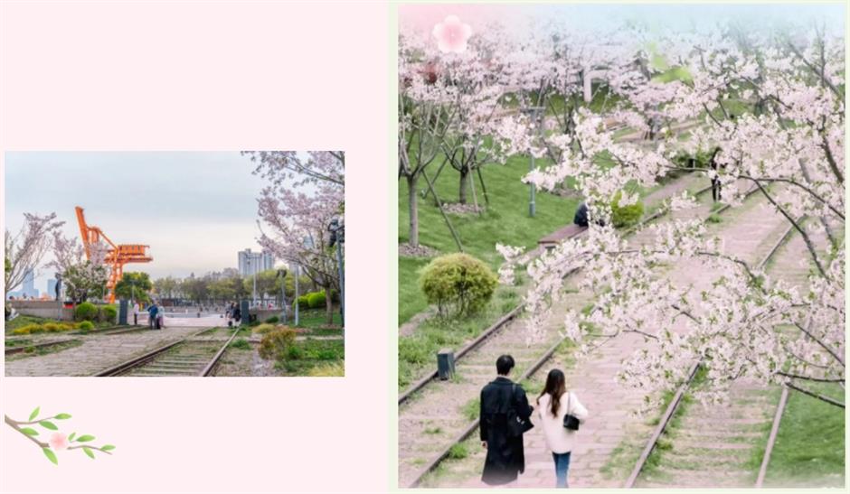 盛花期!倒计时!上海1200米绝美樱花大道打卡指南