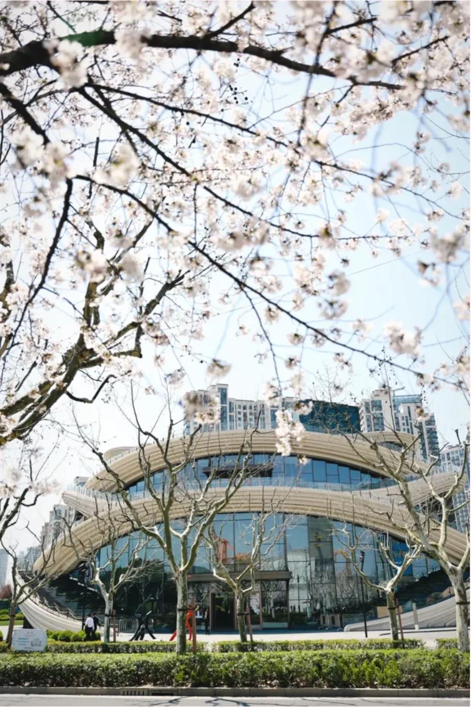 盛花期!倒计时!上海1200米绝美樱花大道打卡指南