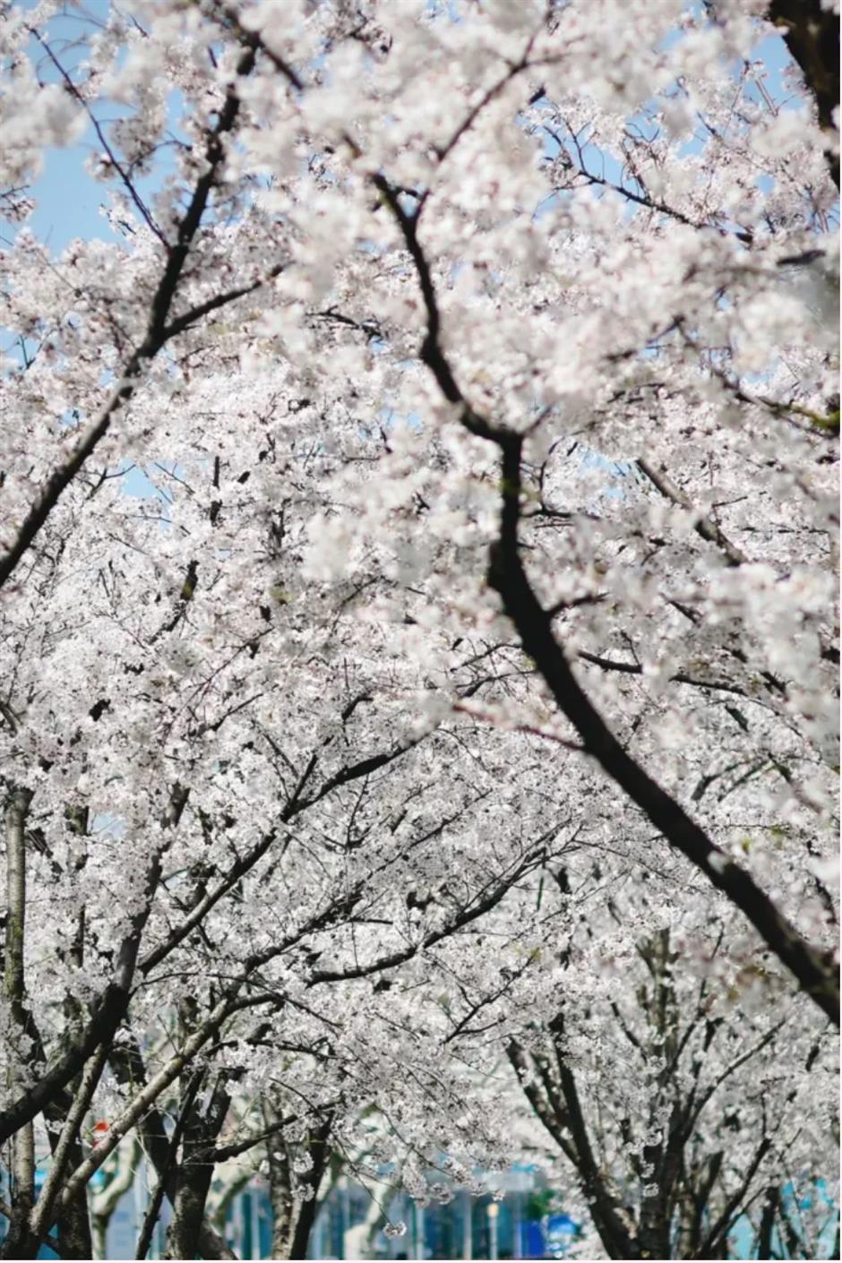 盛花期!倒计时!上海1200米绝美樱花大道打卡指南