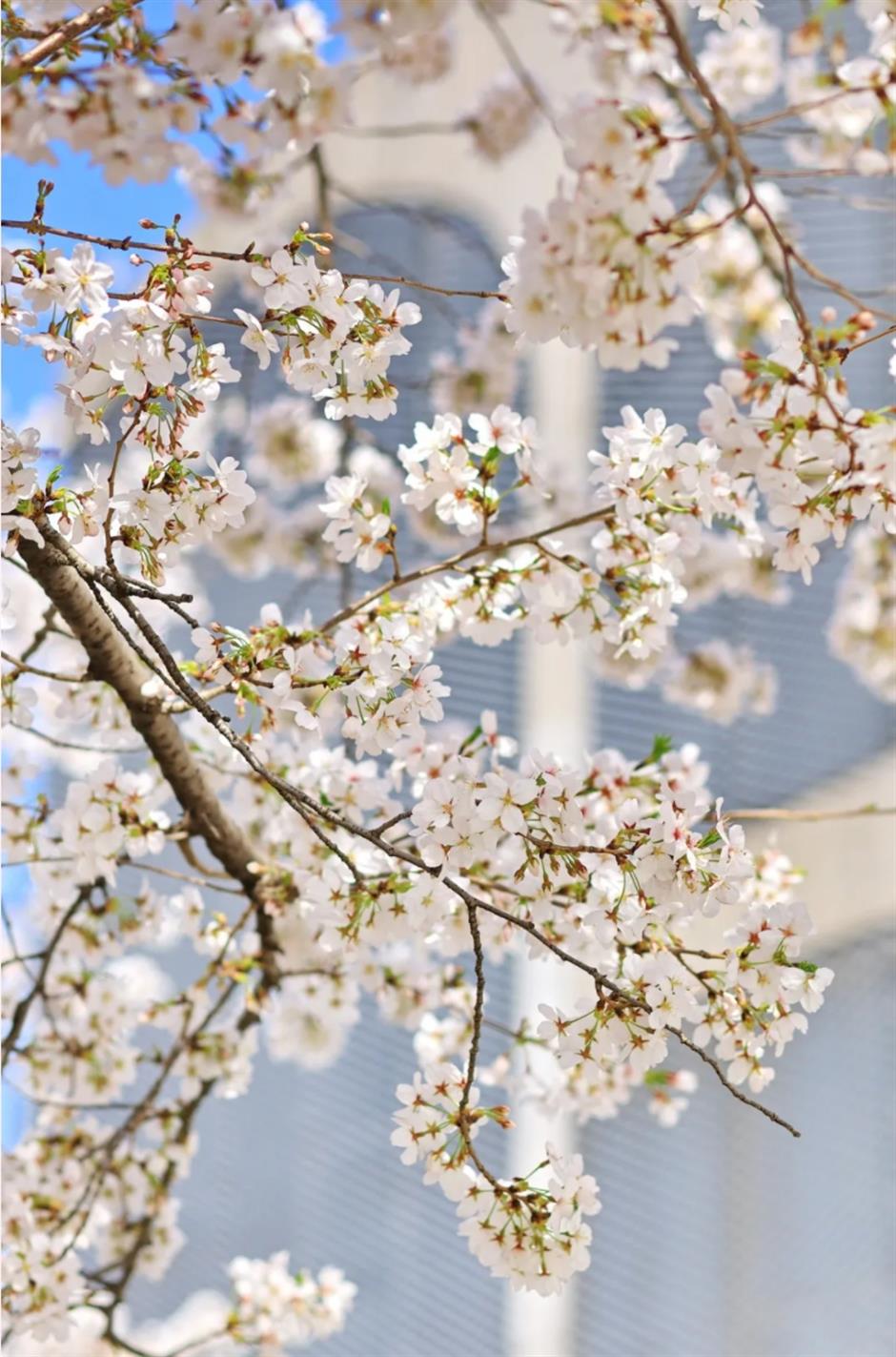 盛花期!倒计时!上海1200米绝美樱花大道打卡指南