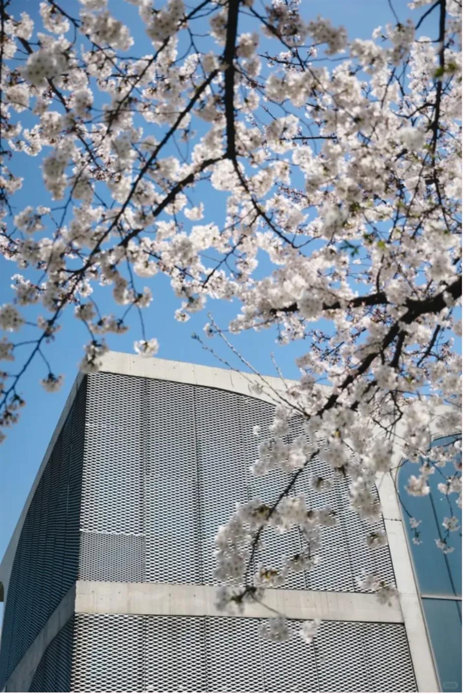 盛花期!倒计时!上海1200米绝美樱花大道打卡指南