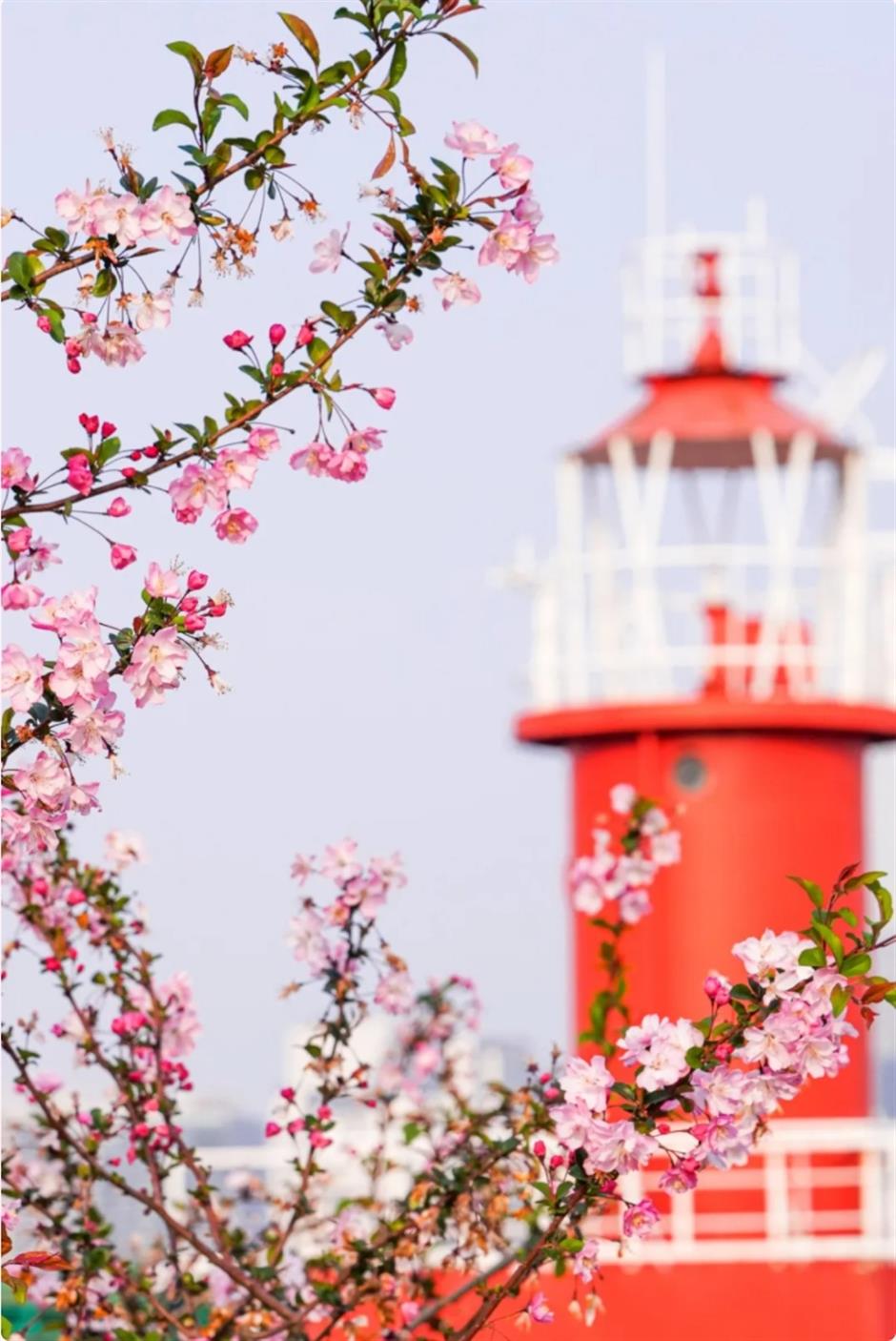 盛花期!倒计时!上海1200米绝美樱花大道打卡指南