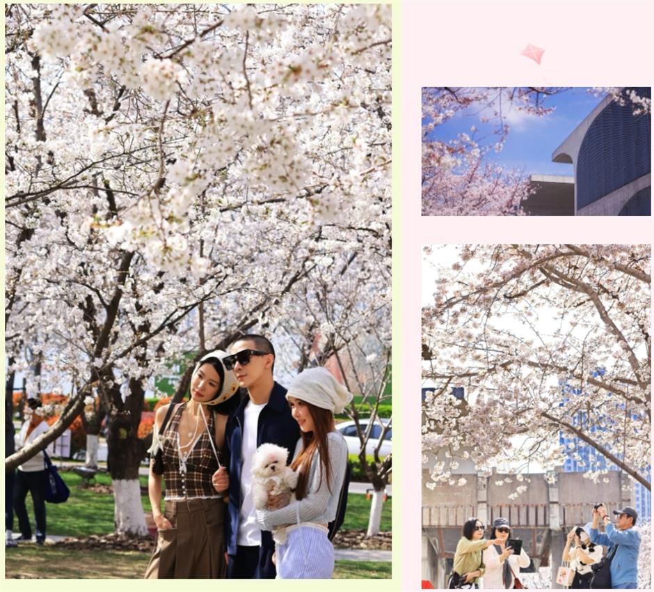 盛花期!倒计时!上海1200米绝美樱花大道打卡指南