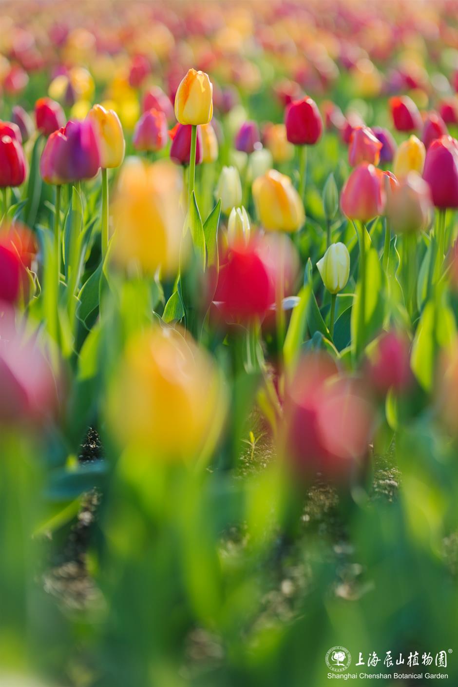 超美!上海的「莫奈花園」扎堆上分