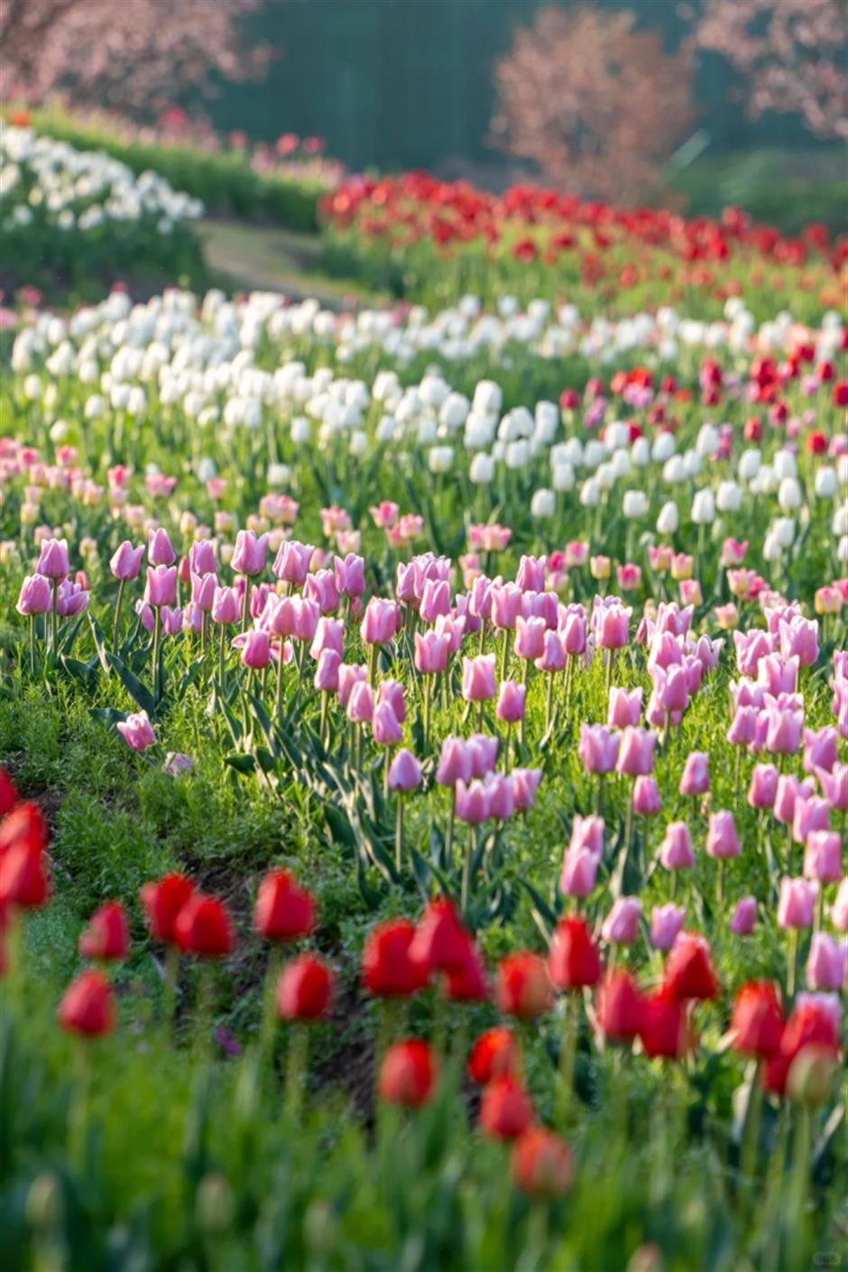超美!上海的「莫奈花園」扎堆上分