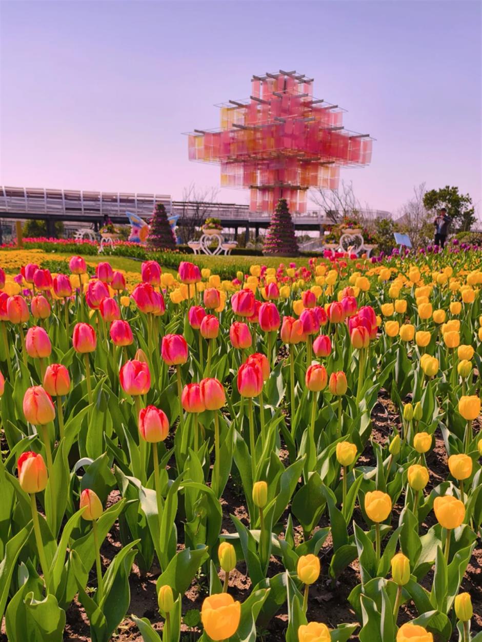 超美!上海的「莫奈花園」扎堆上分