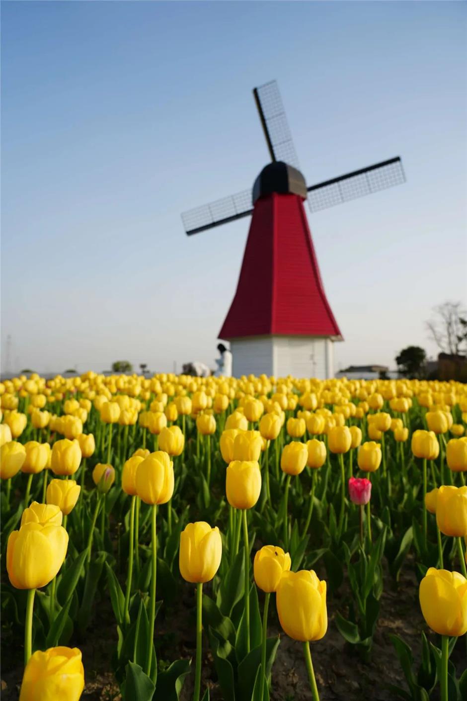 超美!上海的「莫奈花園」扎堆上分