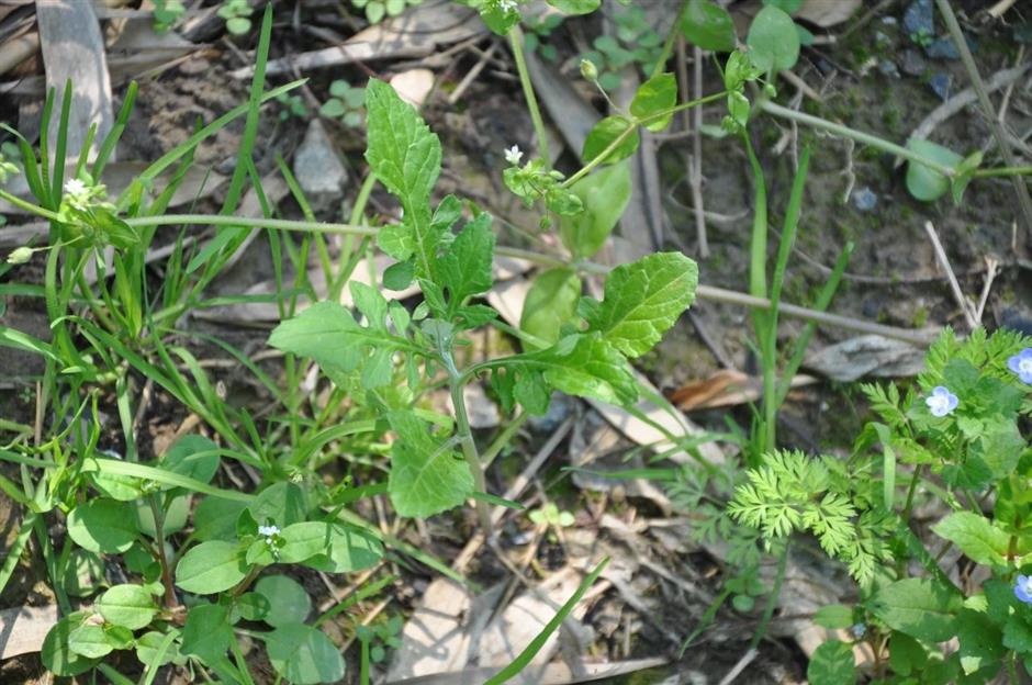 当季限定,满口春天的味道!品庄行青团,享菜花节美好