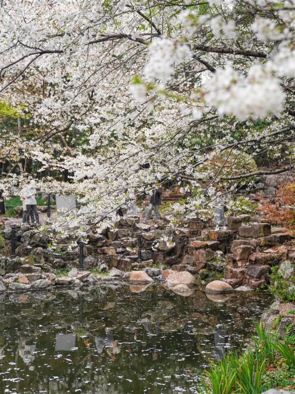滿池櫻花,美到窒息!在上海免費公園墜入春日限定粉色夢境→