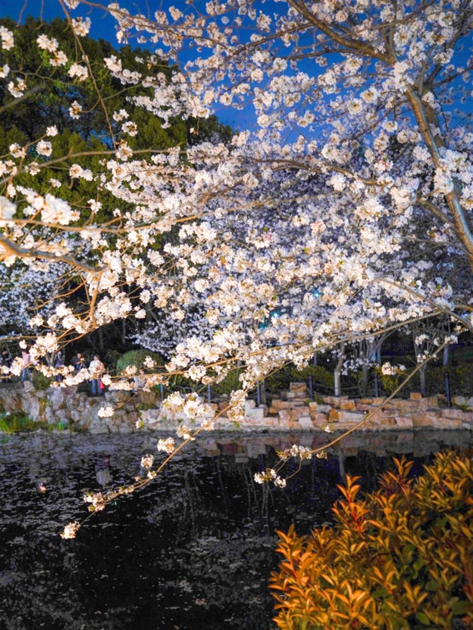 滿池櫻花,美到窒息!在上海免費公園墜入春日限定粉色夢境→