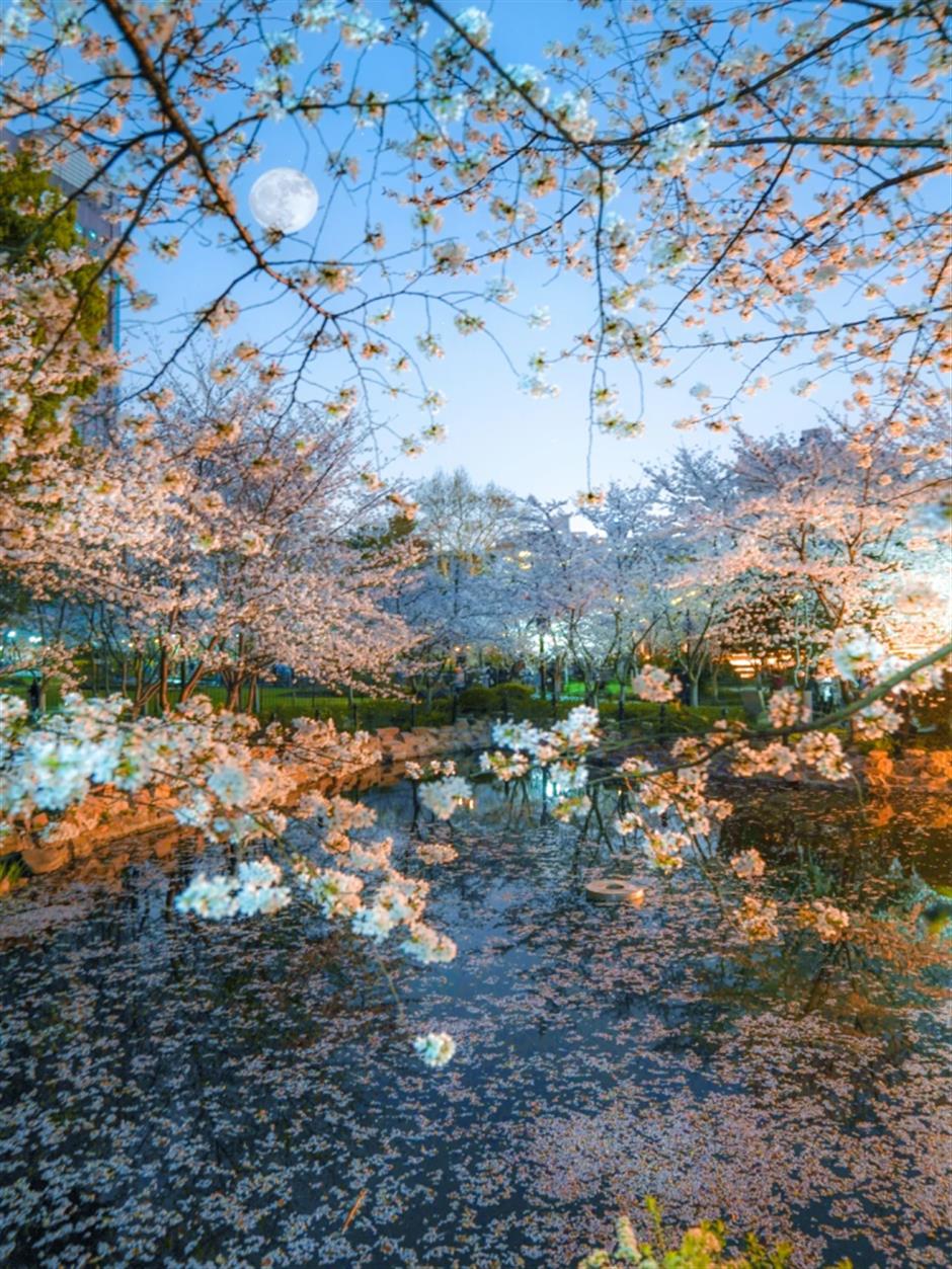 滿池櫻花,美到窒息!在上海免費公園墜入春日限定粉色夢境→