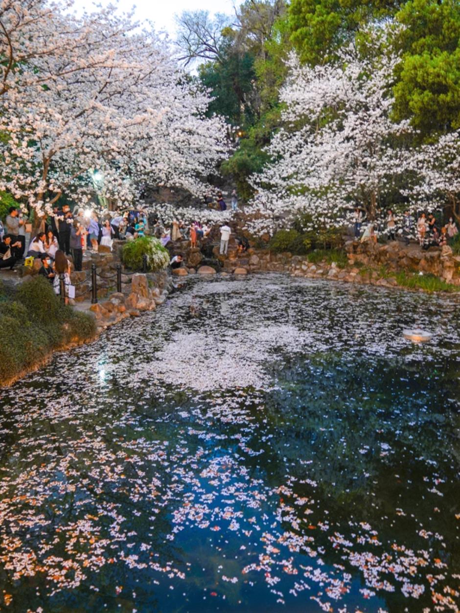 滿池櫻花,美到窒息!在上海免費公園墜入春日限定粉色夢境→