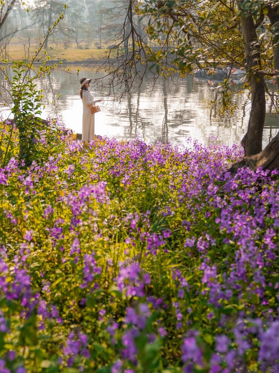 不是普罗旺斯是上海!这个免费公园有片30000㎡紫色花海→