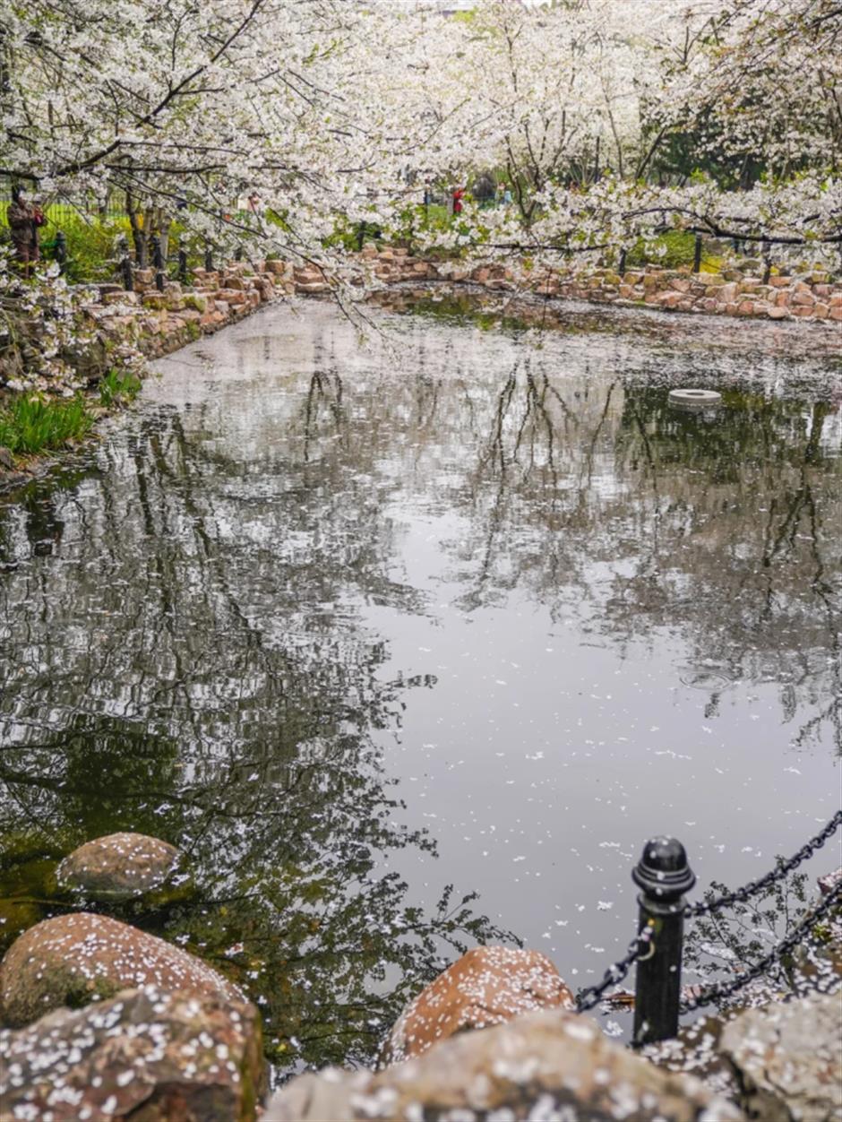 滿池櫻花,美到窒息!在上海免費公園墜入春日限定粉色夢境→