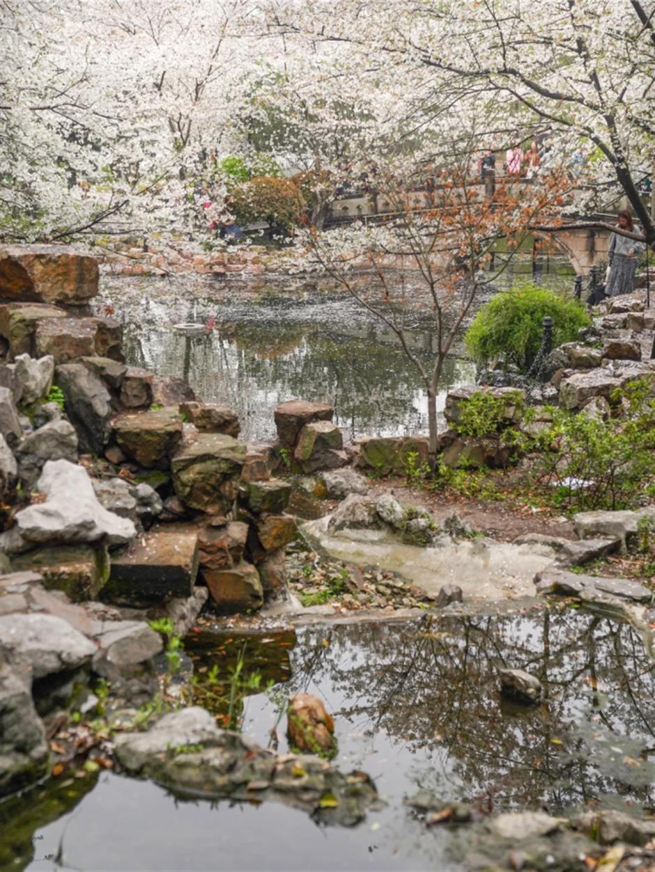 滿池櫻花,美到窒息!在上海免費公園墜入春日限定粉色夢境→