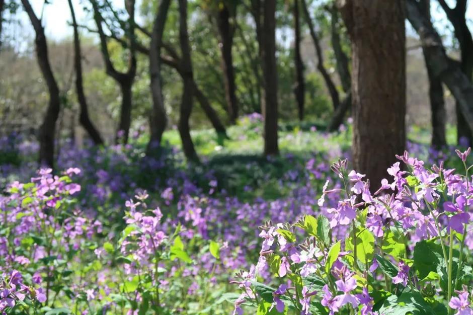不是普罗旺斯是上海!这个免费公园有片30000㎡紫色花海→