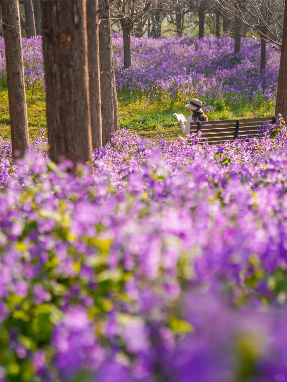 不是普罗旺斯是上海!这个免费公园有片30000㎡紫色花海→