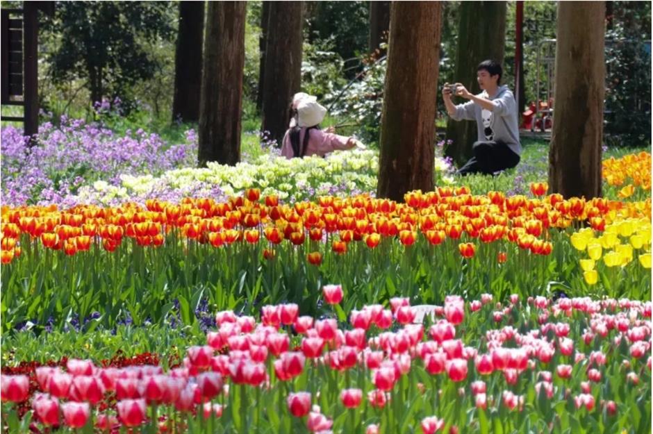 踏青赏花正当时!上海各区春日花事卷起来了