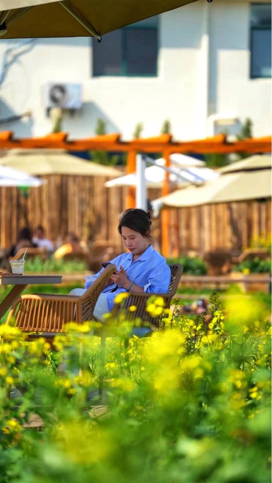 上海這個春日限定秘境藏不住了!坐在花海裡品茶、喝咖啡