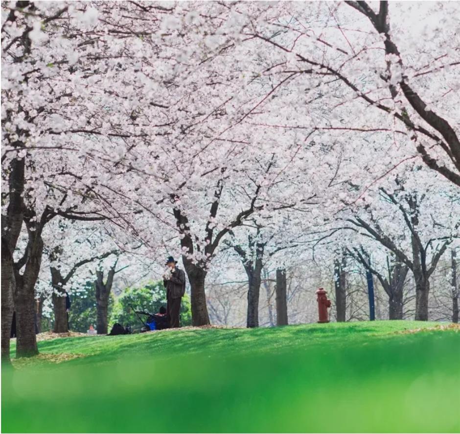 踏青赏花正当时!上海各区春日花事卷起来了