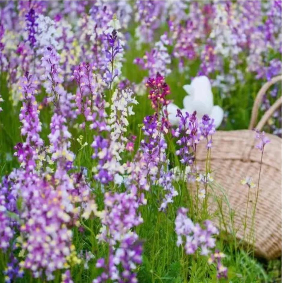 踏青赏花正当时!上海各区春日花事卷起来了