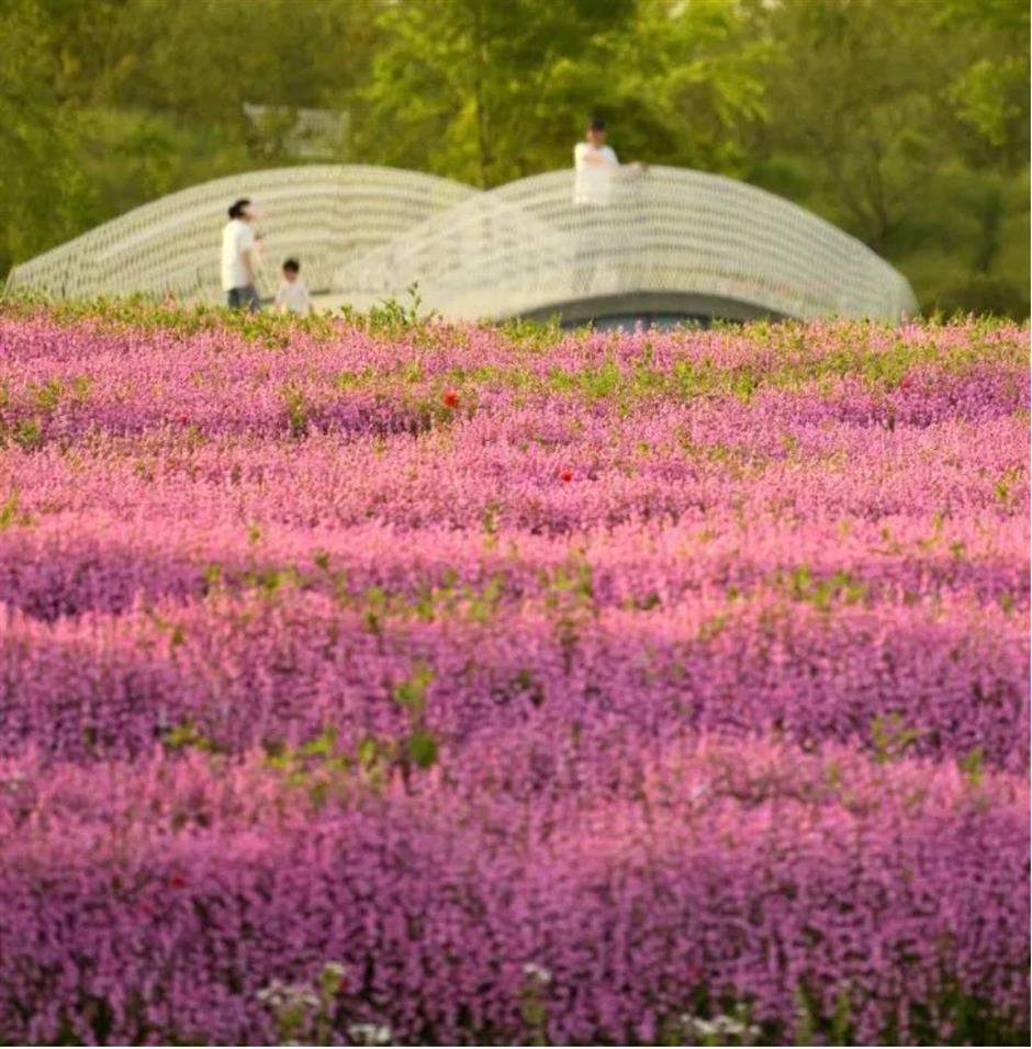 踏青赏花正当时!上海各区春日花事卷起来了