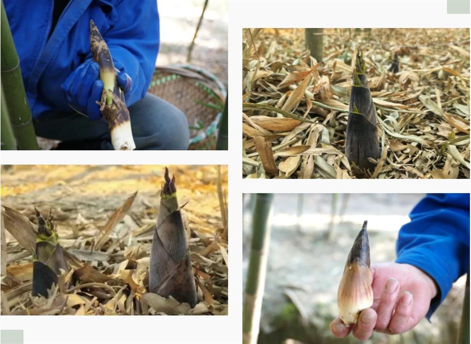 挖挖挖!三大「野區」限時開放,快來「打野」