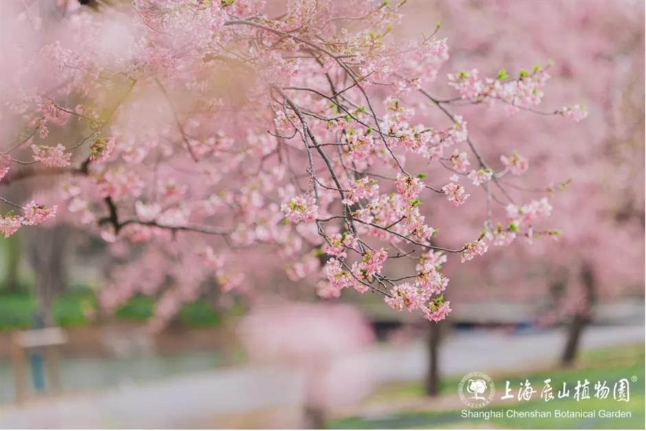 踏青赏花正当时!上海各区春日花事卷起来了