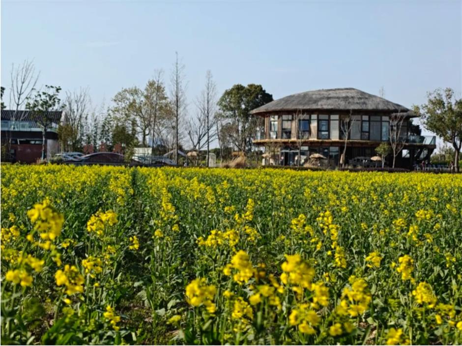 上海這個春日限定秘境藏不住了!坐在花海裡品茶、喝咖啡