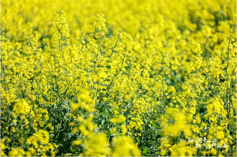 上海這個春日限定秘境藏不住了!坐在花海裡品茶、喝咖啡