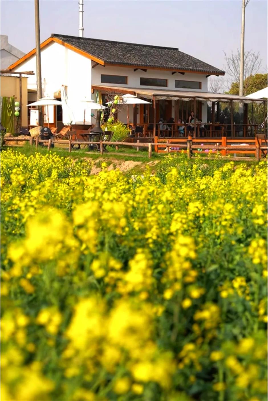 上海這個春日限定秘境藏不住了!坐在花海裡品茶、喝咖啡