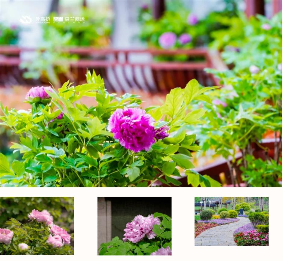 踏青赏花正当时!上海各区春日花事卷起来了