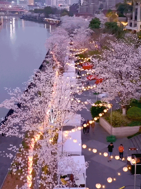 踏青赏花正当时!上海各区春日花事卷起来了