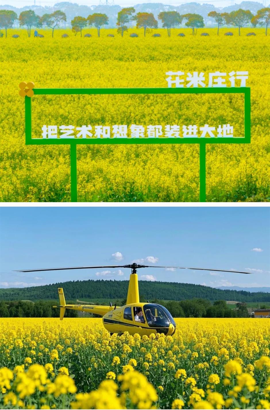 踏青赏花正当时!上海各区春日花事卷起来了